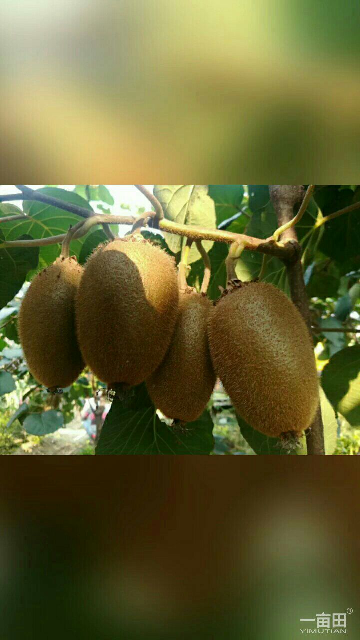 徐香猕猴桃 70克以上