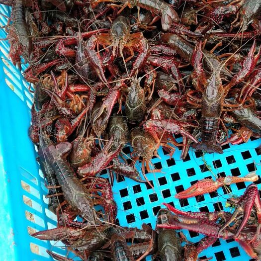 沭阳县中国小龙虾 7-9钱 稻田虾