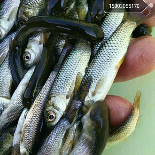 盐源县草鱼苗