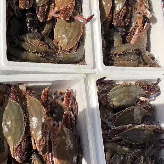 连云港梭子蟹 3.5-4.0两 统货 
