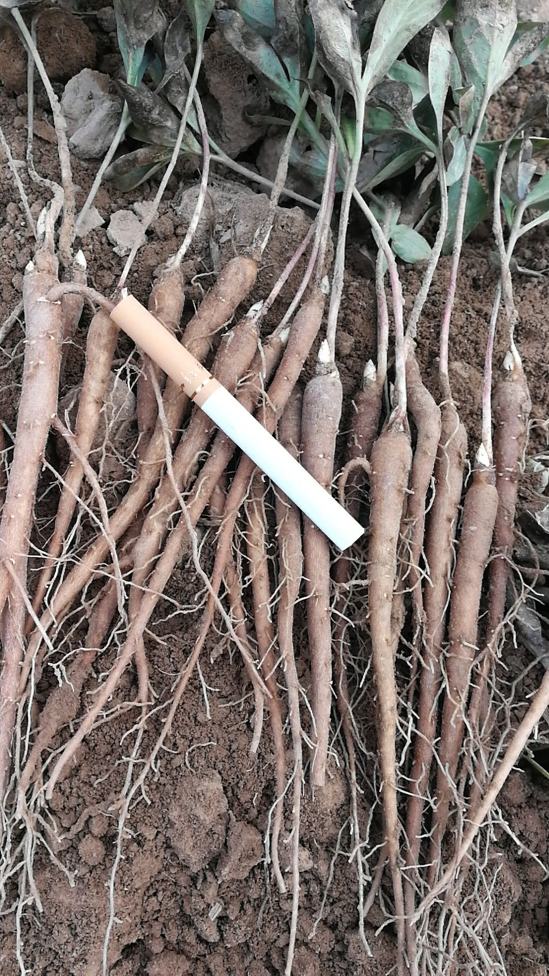 赤芍苗 芍药苗，赤芍苗，1年赤芍苗，基地批发价