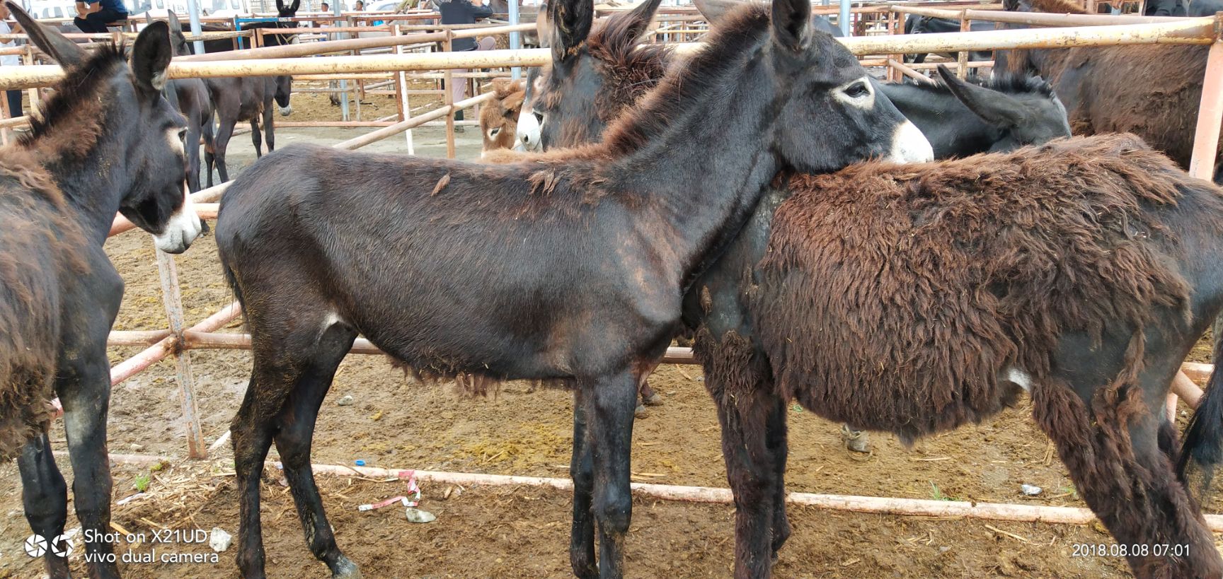 德州驴 200-400斤 