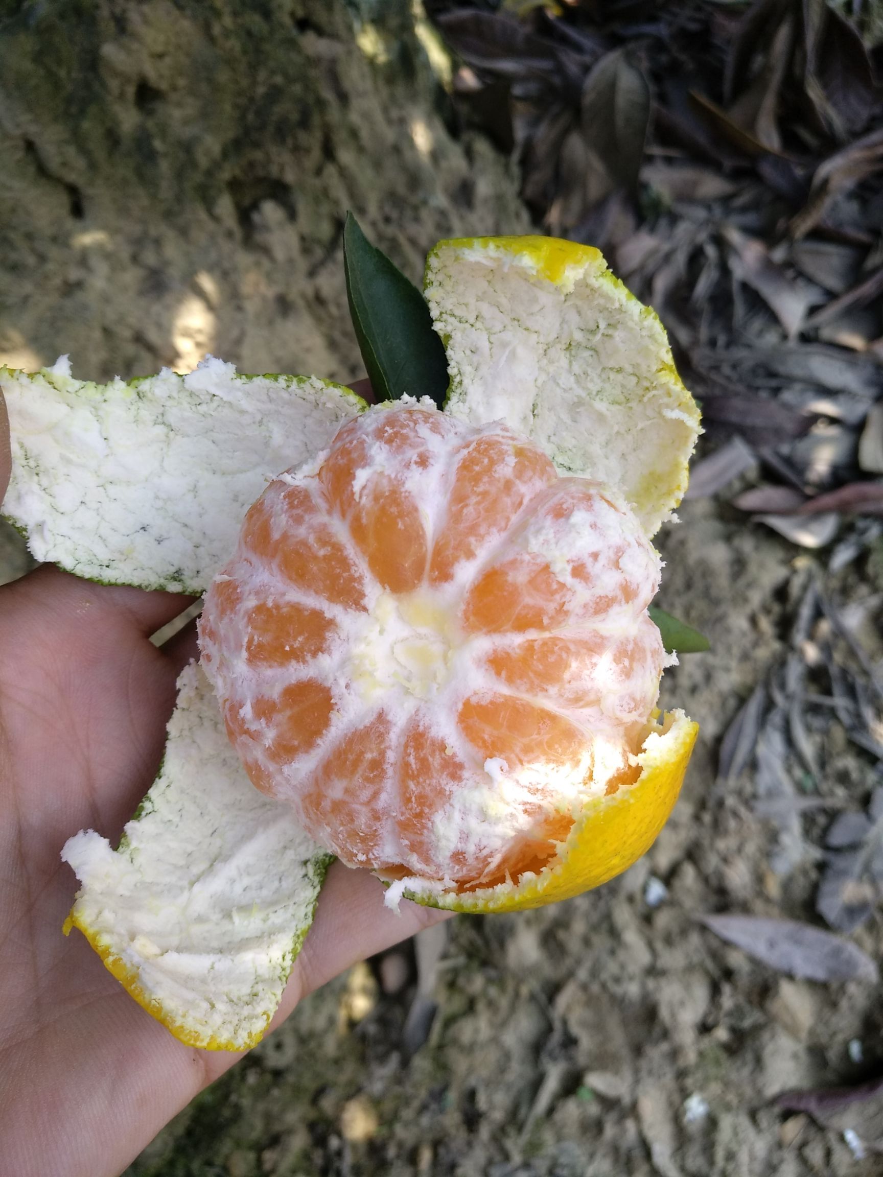 普早蜜桔 6 - 6.5cm 2 - 3两