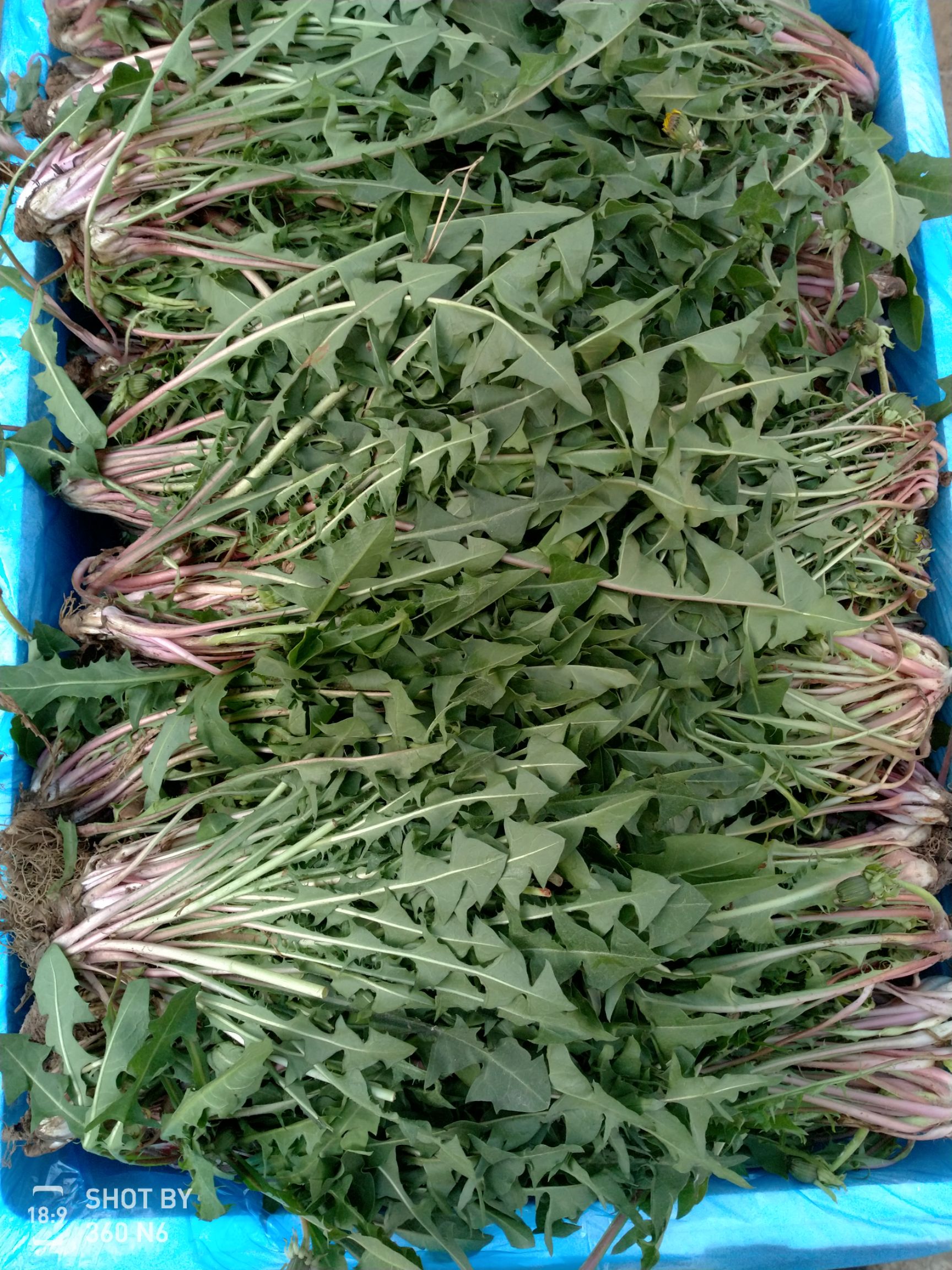 蒲公英种子