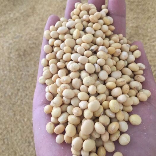 黄梅县大豆  高蛋白黄豆瓣