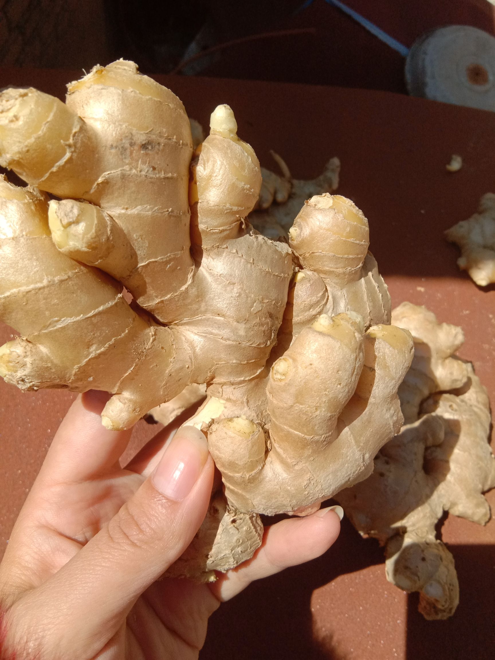 老姜 4~6两 带土