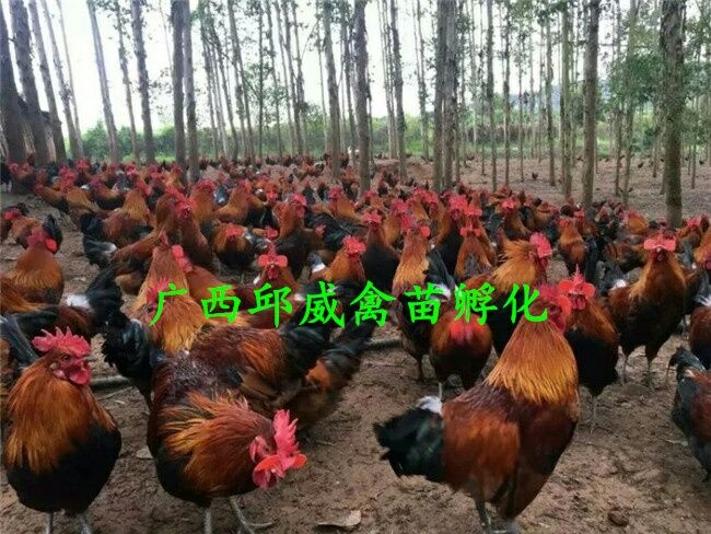 南宁血毛土鸡苗