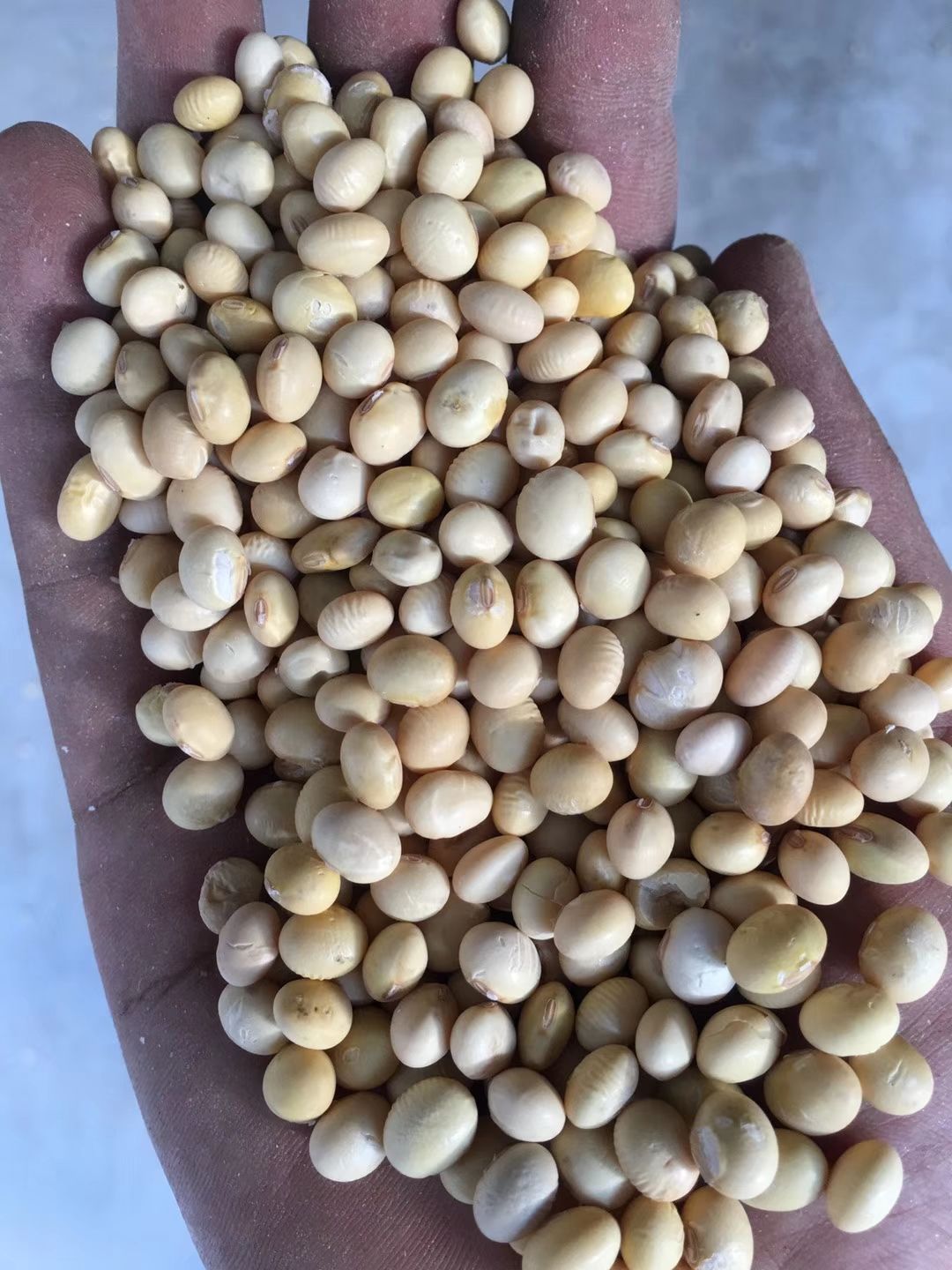 大豆  高蛋白黄豆瓣