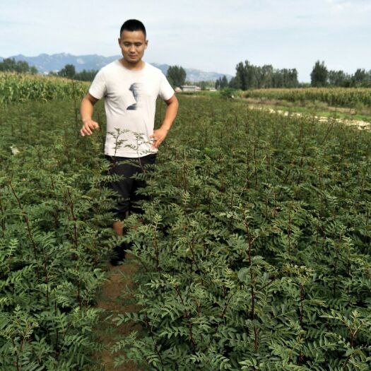 泰安大红袍花椒苗 