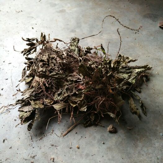 枣阳市中药材车前草 车前草