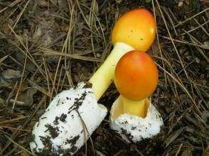 马尔康市鹅蛋菌 干货