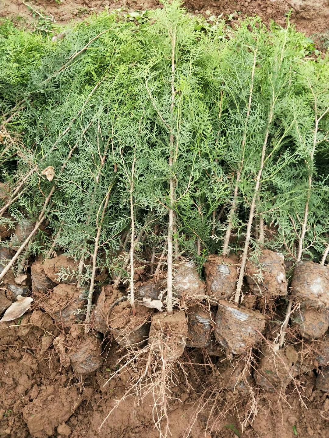 扶风县侧柏 侧柏苗 柏树苗 各种规格侧柏树苗 20－500厘米