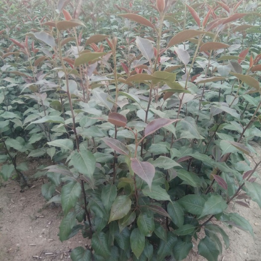 泰安红肉苹果树苗 1~1.5米 