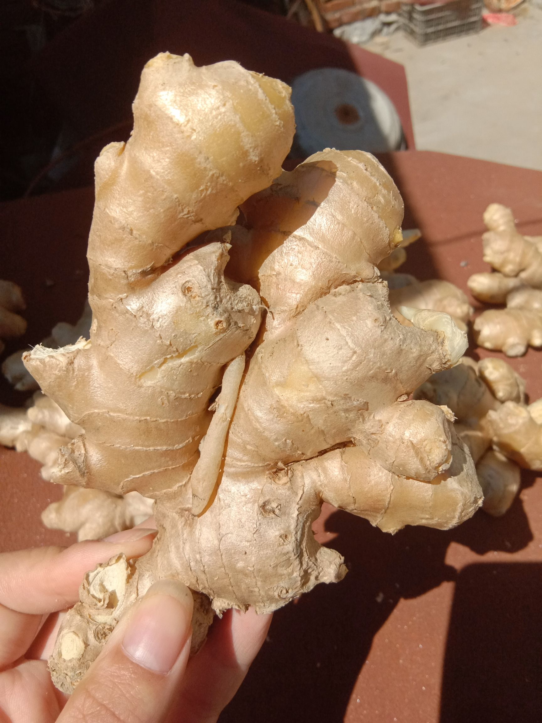 老姜 4~6两 带土