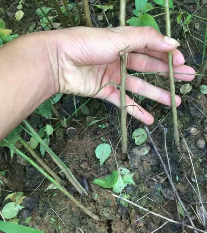 青梅树苗  青梅实生苗 酸梅直生苗 嫁接砧木苗 直径0.5-