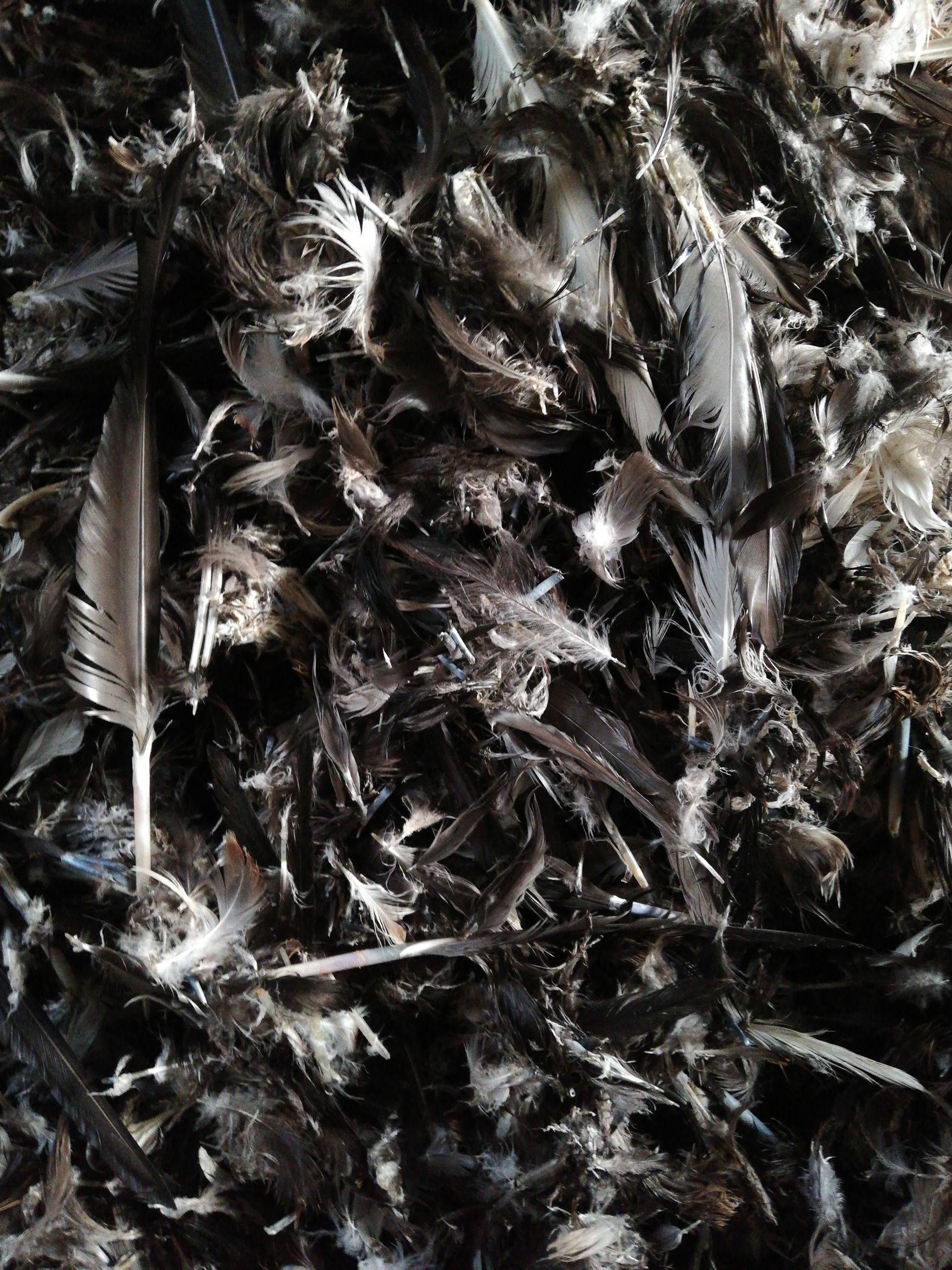 贵州省黔东南苗族侗族自治州天柱县 大量鸭毛,鹅毛