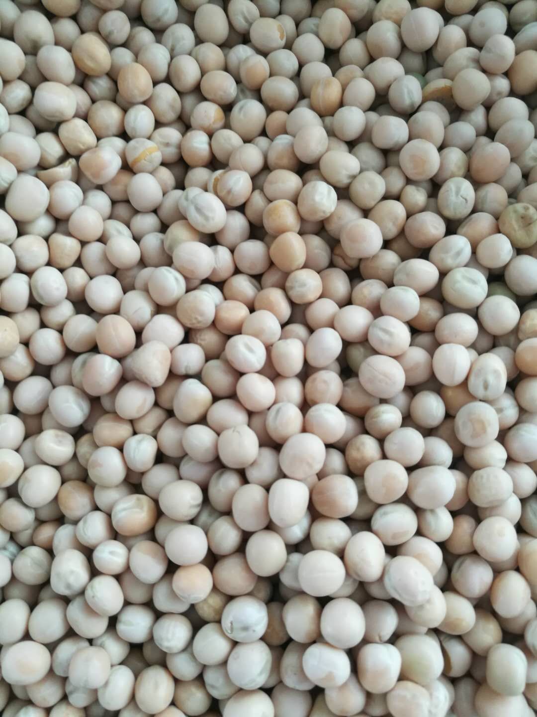 干白豌豆 精选白豌豆