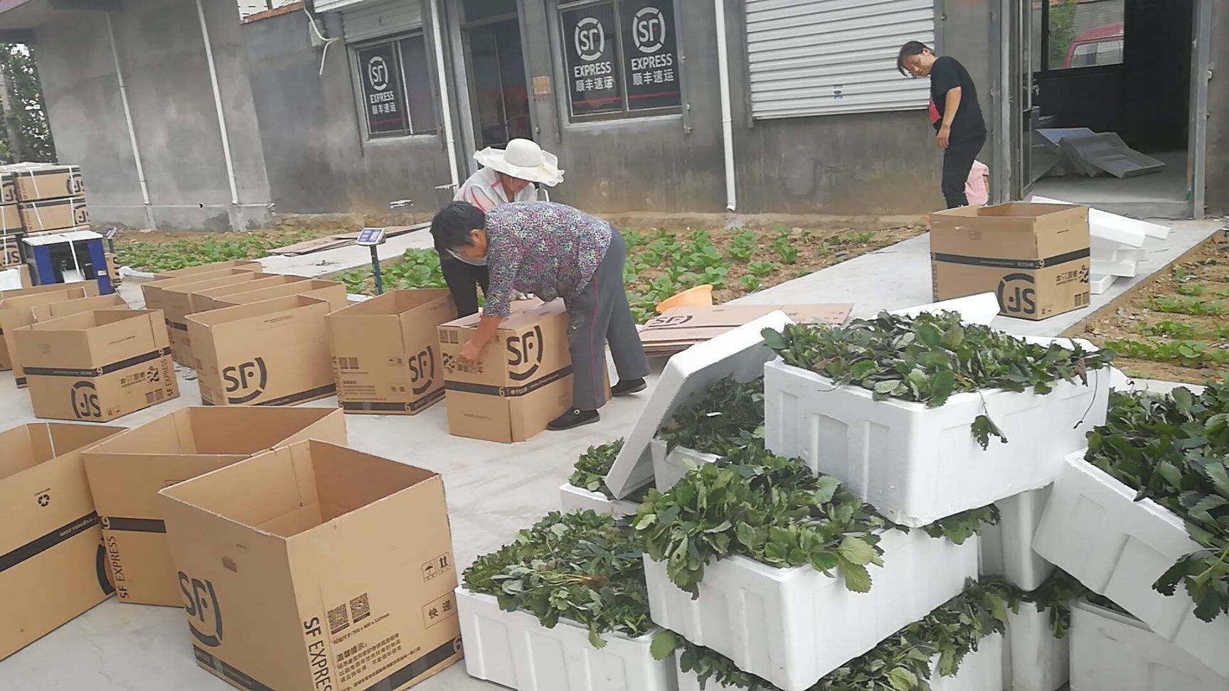 章姬草莓苗 假植苗 20~30公分