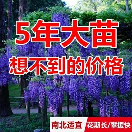沭阳县重瓣紫藤 0.5~1米 1公分以下 