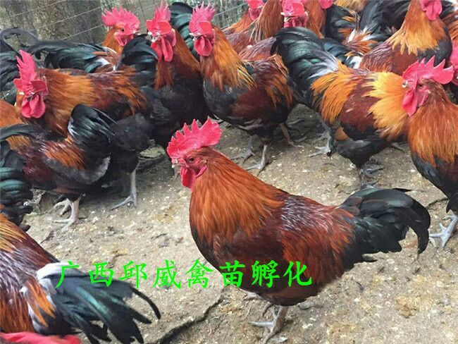 南宁纯种黑瑶鸡苗 品质保证