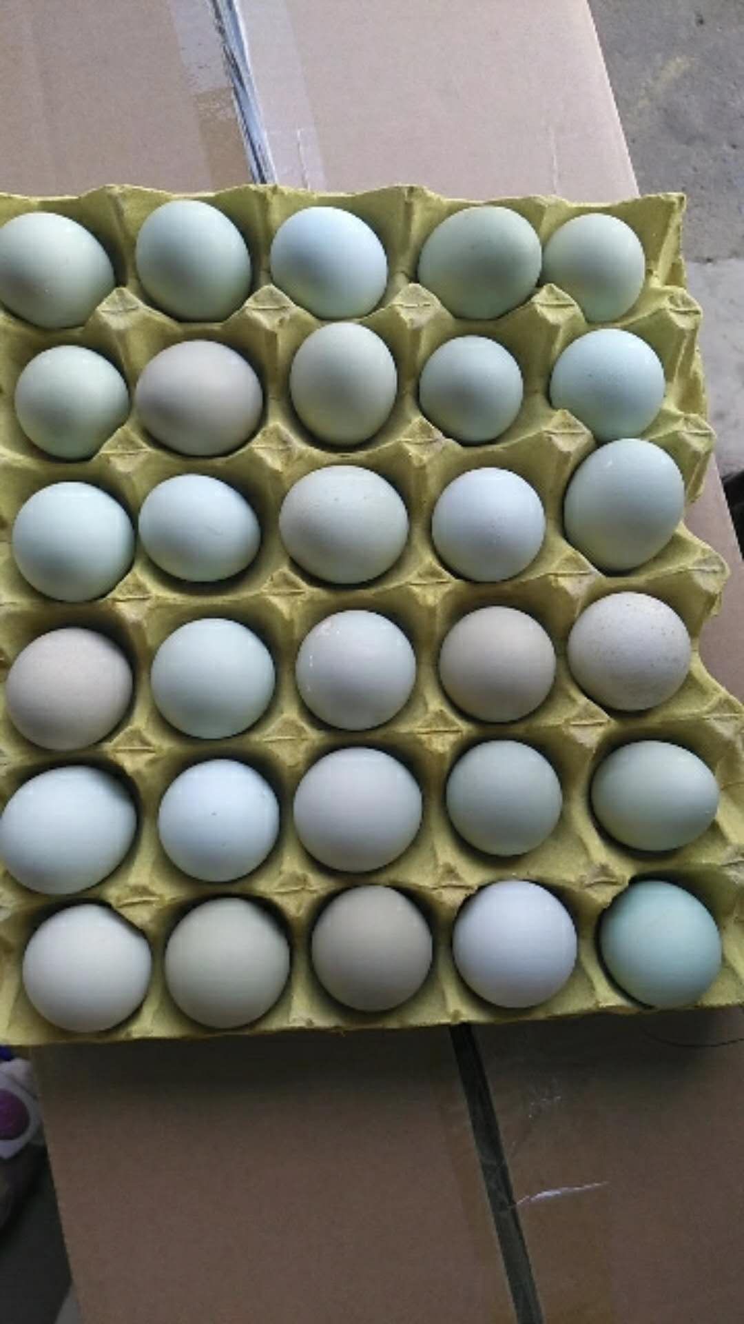 绿壳鸡蛋 40斤绿壳蛋