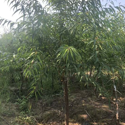 彭阳县山桃苗 1~1.5米