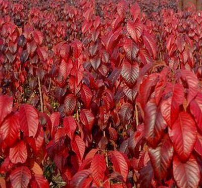 扶风县樱花 陕西樱花苗 绿叶 红叶 早樱 各种规格直径1－20厘米