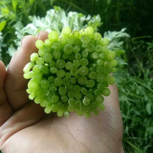 南通光杆茼蒿 20~25cm
