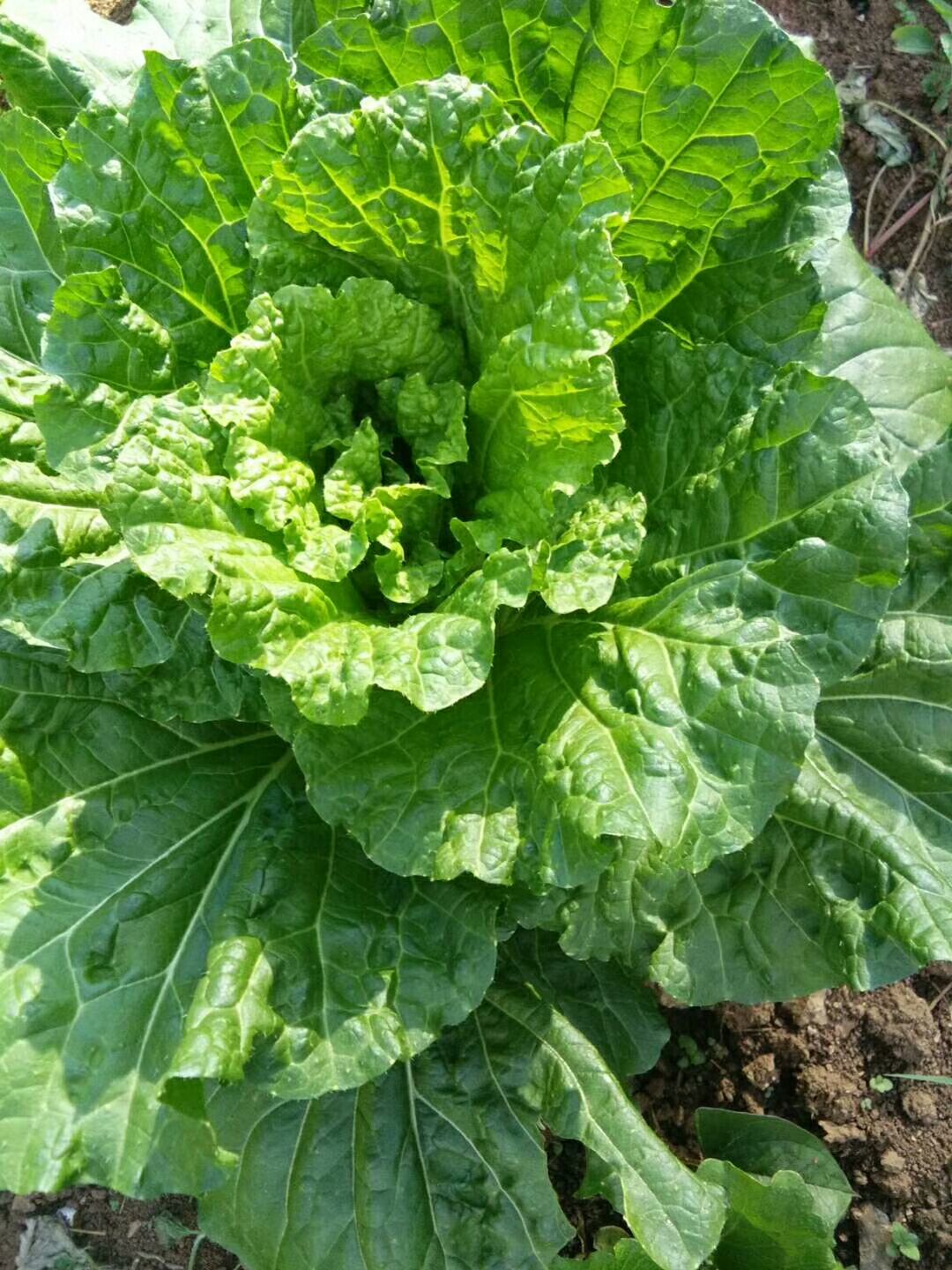 青麻叶大白菜 2~3斤 毛菜