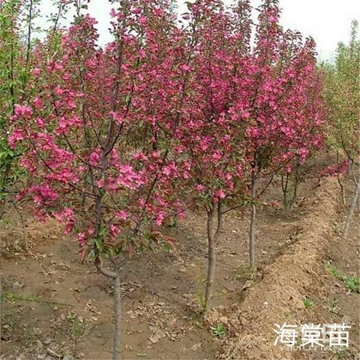 扶风县海棠苗 陕西海棠苗 红宝石海棠  绚丽 西府 王族 北美海棠