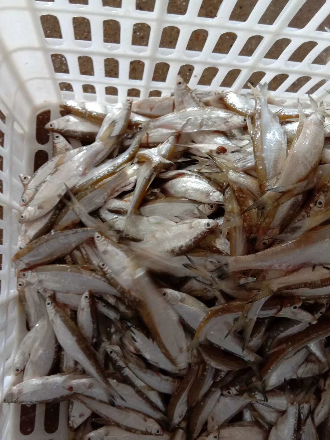 翘嘴鲌鱼  餐鲦鱼 白肖鱼