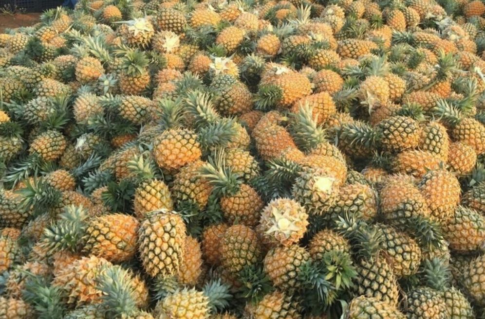 产区,种植基地介绍: 货品产区和种植基地位于云南西双版纳著名产区