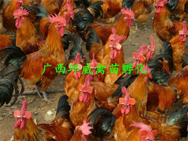 南宁红瑶鸡苗 公