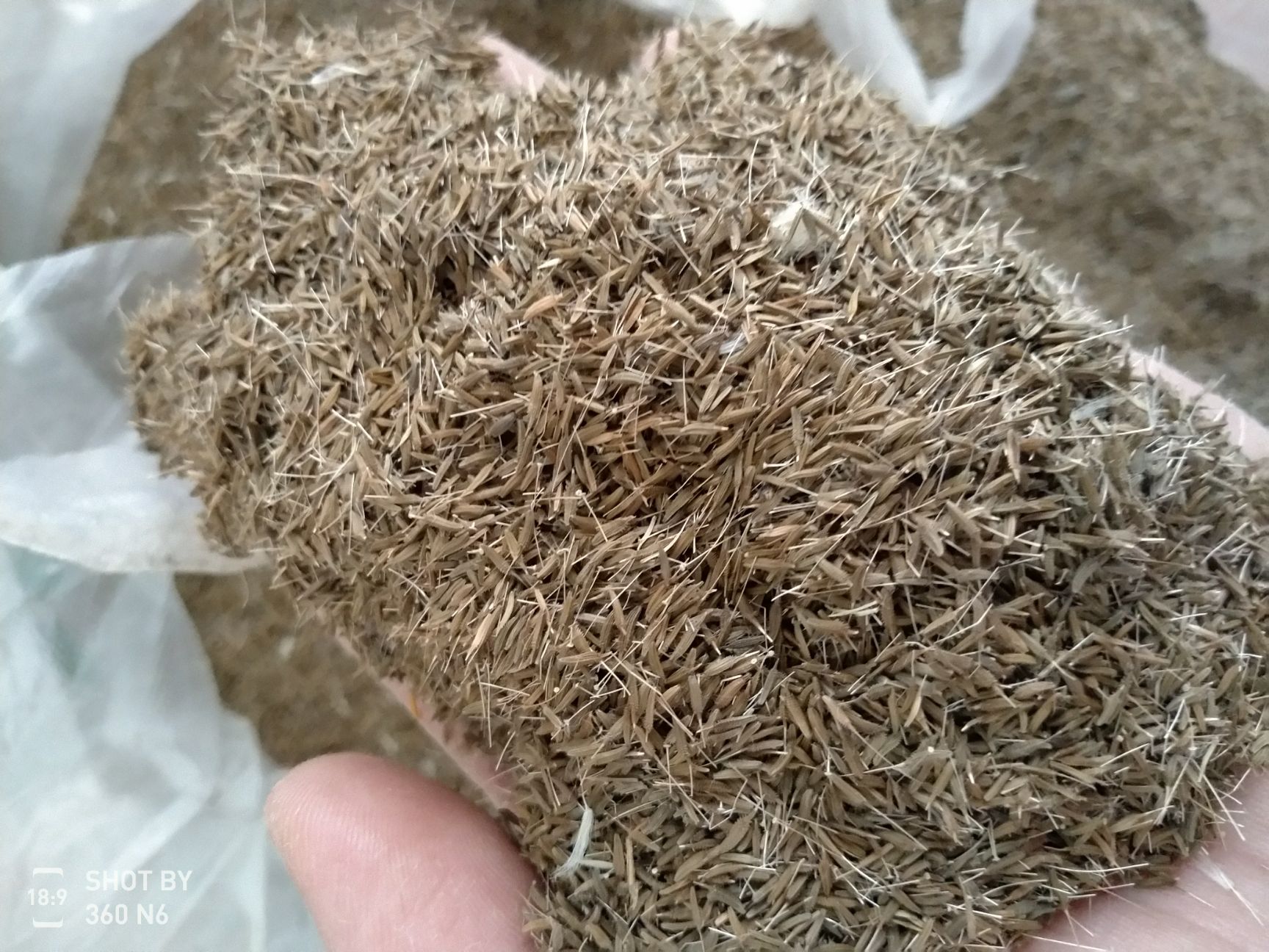 蒲公英种子