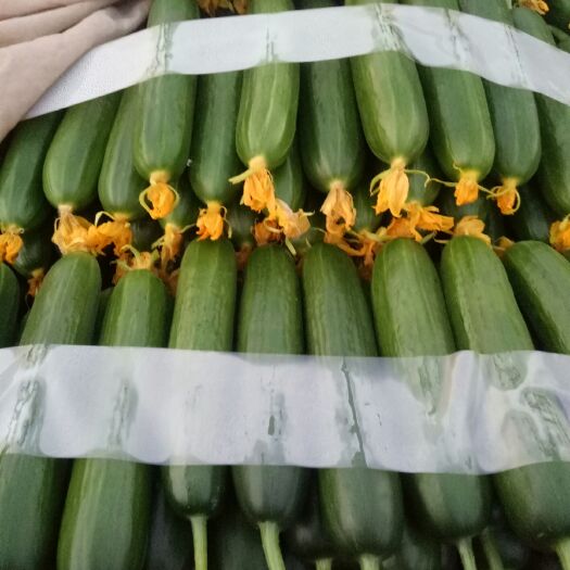 寿光市小黄瓜 18cm以下 干花带刺