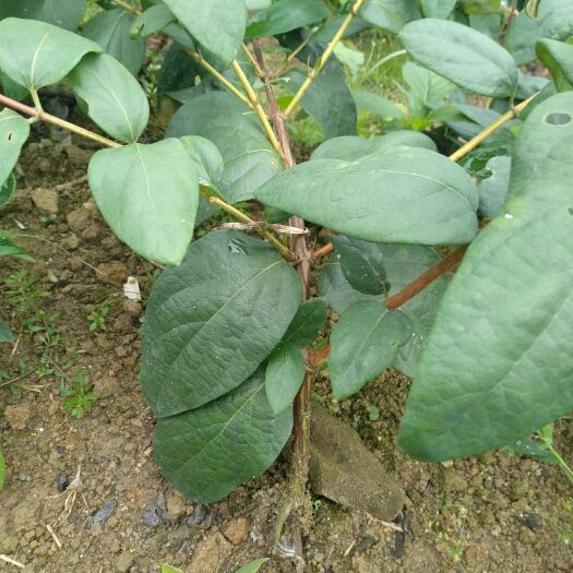 溆浦县山银花苗 30~40公分