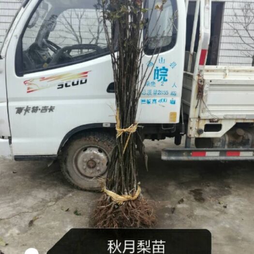 砀山县秋月梨树苗 1.5~2米