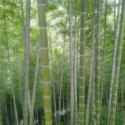 缙云县 毛竹，高大，建筑工地搭架