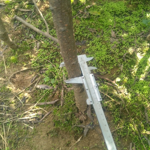 凤冈县蜂糖李树苗
