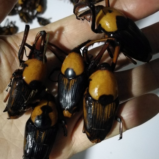 广州竹虫  竹象虫竹大虫象鼻虫笋子虫 不是椰子虫