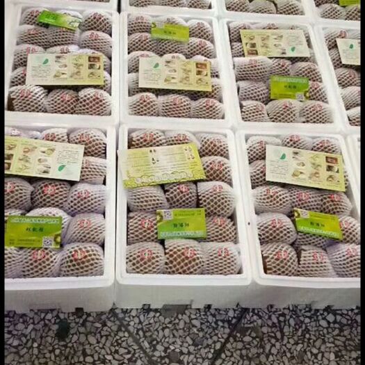 周至县 周至富仁猕猴桃亚特80-100克大果10斤每箱包邮