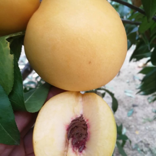 泰安中油21号油桃苗 1~1.5米 