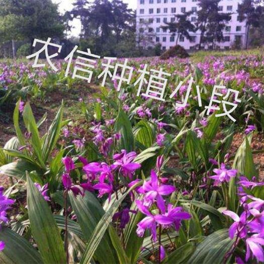 富源县紫花宽叶白芨苗 紫花宽叶三叉白芨种苗 两年苗