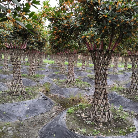 都江堰市桂花树