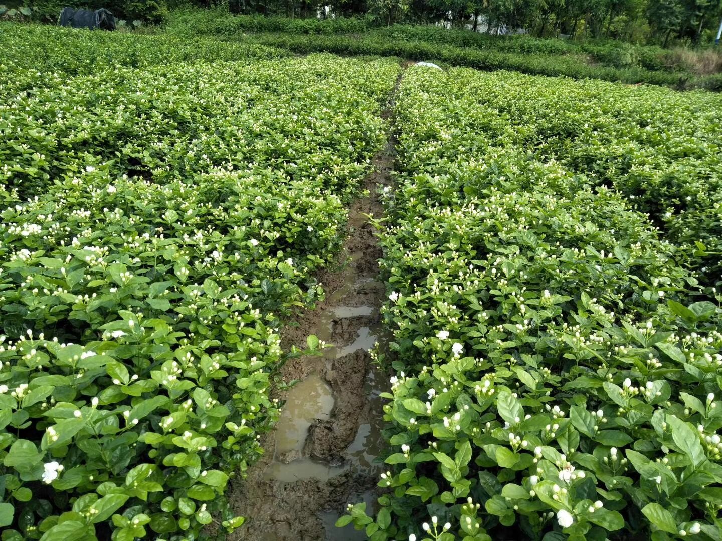 茉莉花苗