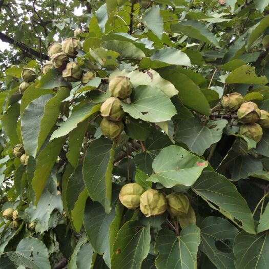 会同县大量供应桐籽，