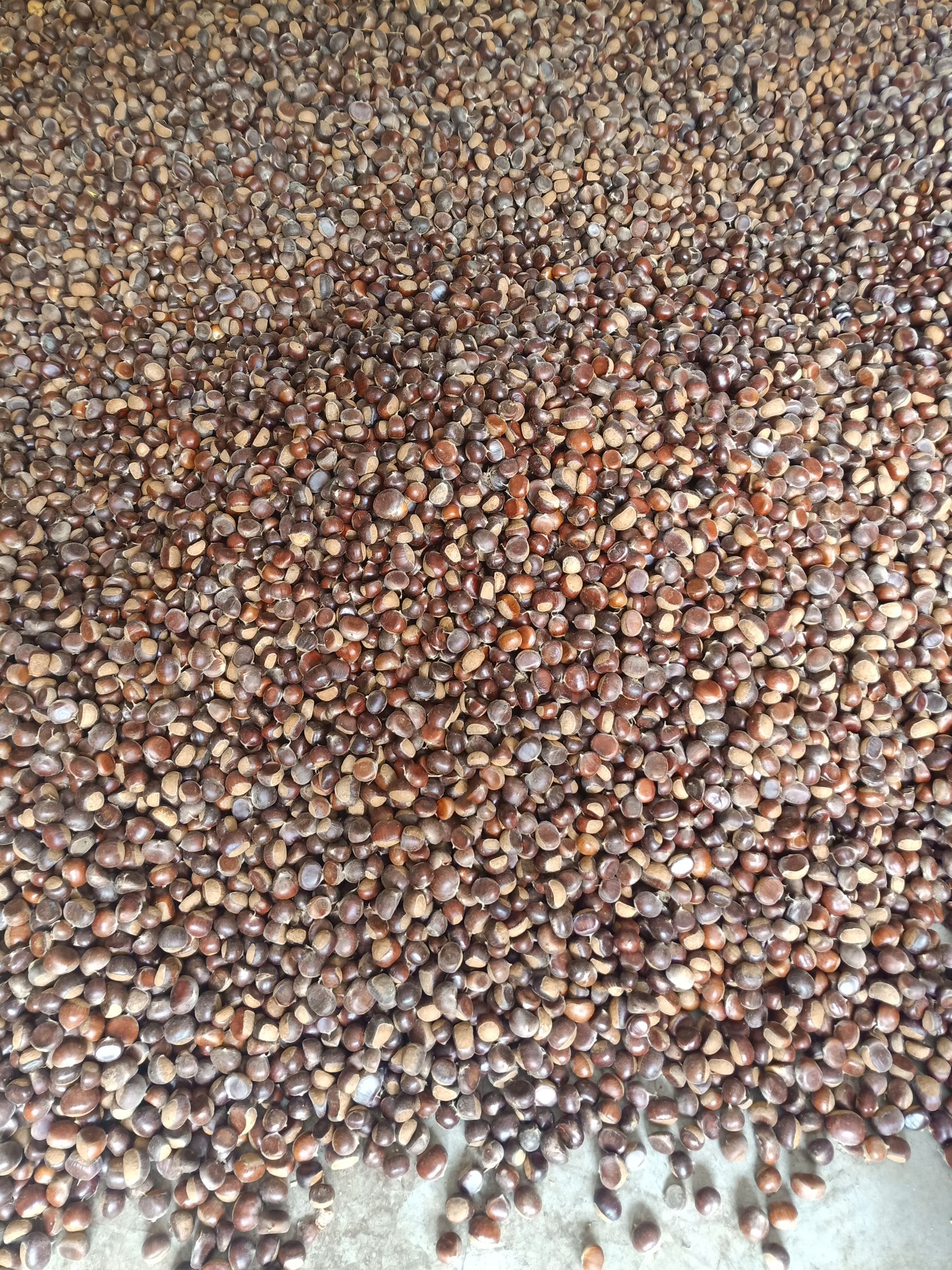 云南板栗 一级 特选