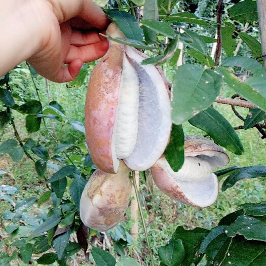 武汉红棕八月瓜 种植 100-120g