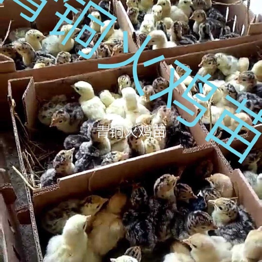 光山县火鸡苗