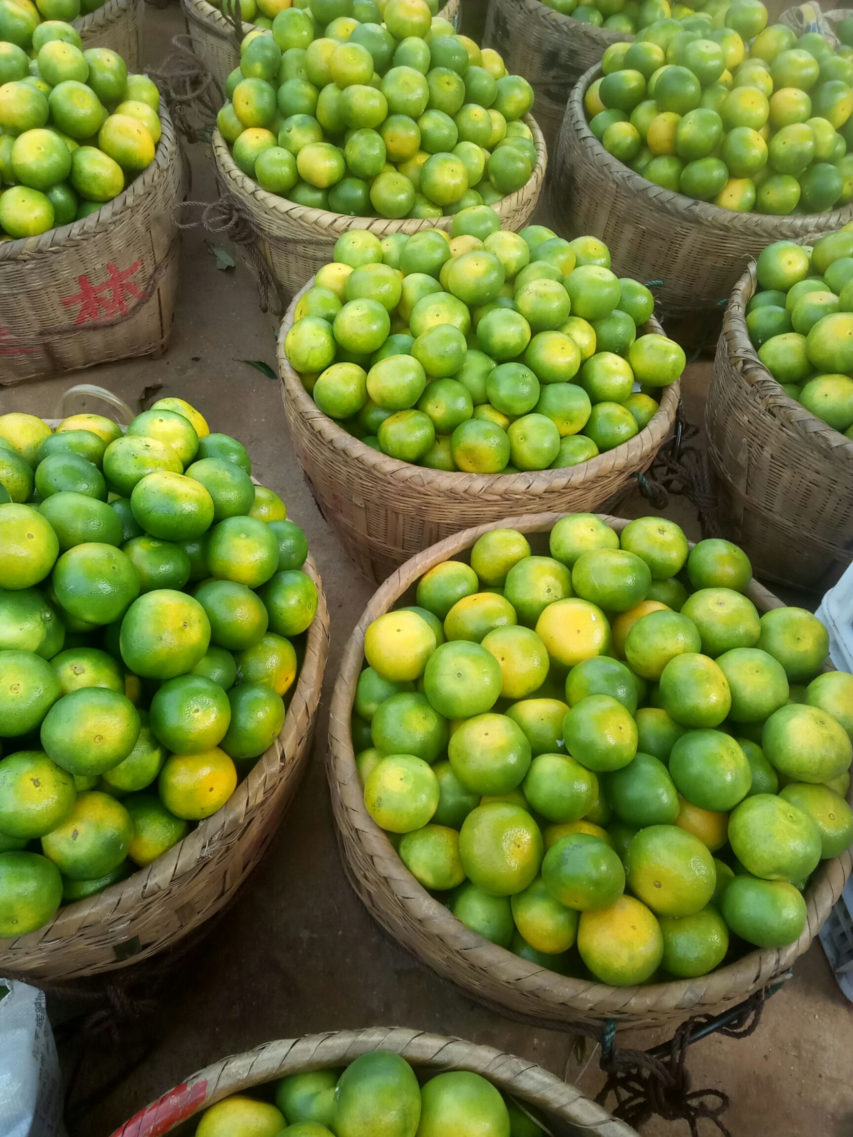 6.5 - 7cm东江湖蜜橘